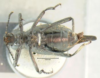 Media type: image;   Entomology 4578 Aspect: habitus ventral view